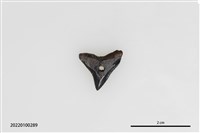 藏品(鯊魚牙墜飾)的圖片